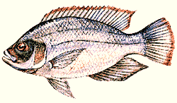 Tilapia nilotica