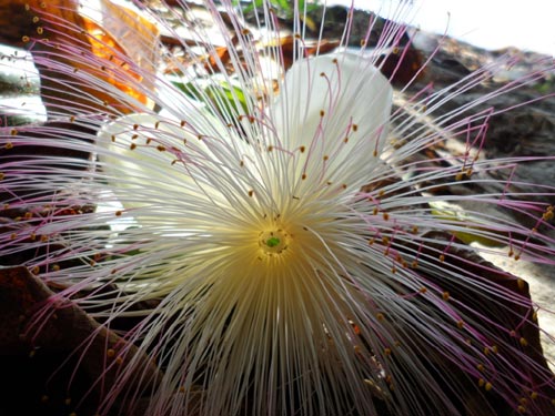 Fleur du Fotabé dans le Parc National Zoologique de Tananarive à Madagascar