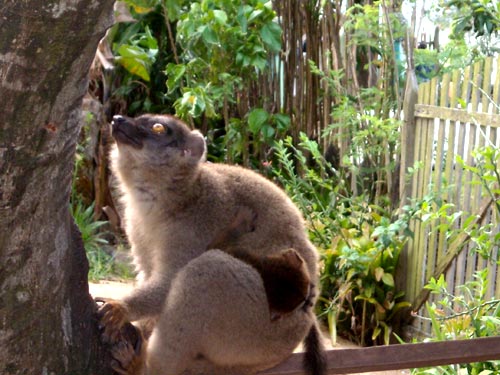 Lémurien de Madagascar et son petit dans le Parc National Zoologique de Tananarive à Madagascar
