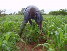 Plantation de sorgho selon la méthode Zaï, Guiè, Burkina Faso