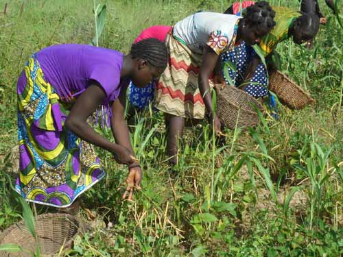 Les élèves de Namassa au Burkina Faso récoltent des haricots pour payer leurs cours 