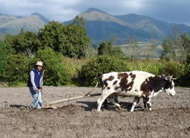 Travaux des champs dans la communaut� indienne