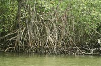 La mangrove et son entrelacs de racines