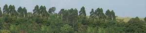 reboisement et reforestation au Togo