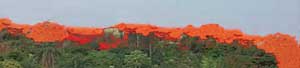 reboisement et reforestation au Togo