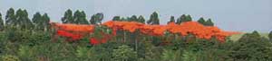 reboisement et reforestation au Togo