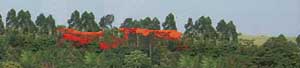 reboisement et reforestation au Togo