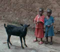 Elevage de chèvres pour améliorer l'alimentation des orphelins du sida au Rwanda