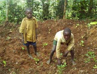 Des jardins potagers pour améliorer l'alimentation des orphelins du sida