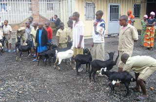 Distribution de chèvres aux orphelins du sida