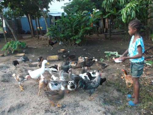Petit élevage de poules, de canards et d'oies à Amboangibé, Madagascar