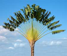 Le ravinala ou arbre du voyageur à Madagascar