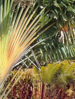 Le ravinala ou arbre du voyageur à Madagascar