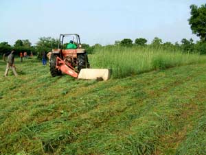 Ensilage d'herbe pour la section élevage à Guiè, Burkina Faso