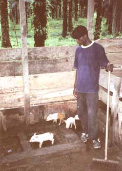 Porcherie et élevage de porcs en milieu Pygmée au Cameroun