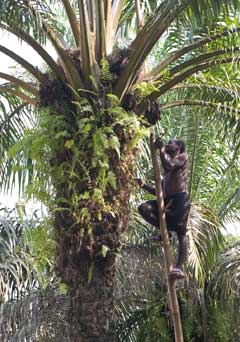 Cueillette des noix de palme au Cameroun