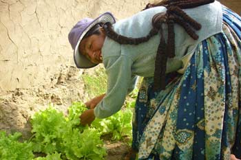 Femme bolivienne cultivant des salades sous serre solaire