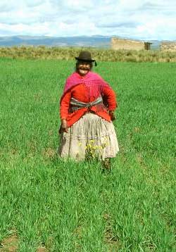 Culture de l'orge en Bolivie