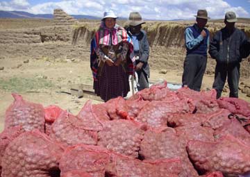 Distribution de semailles de pommes de terre à Ch'alla, en Bolivie