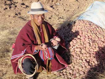 Distribution de semailles de pommes de terre à Ch'alla,en Bolivie