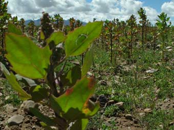 Culture du quinoa en Bolivie