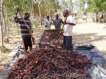 Gousses de Cassia comme nourriture sèche pour les animaux Guiè, Burkina Faso 