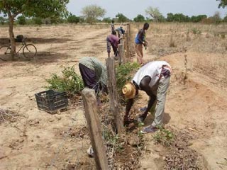 Arrosage des plantations à l'aide le da citerne à Guiè, Burkina Faso 