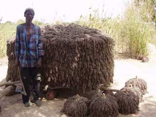 Un paysan et sa récolte de sorgho, Guiè, Burkina Faso