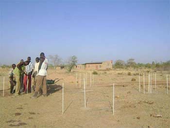 Plantation des piquets de clôture, Ferme Pilote de Goèma, Burkina Faso
