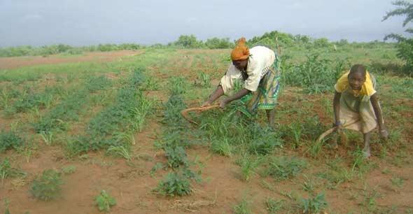 Femmes cultivant leur champ, Ferme Pilote de Goèma, Burkina Faso