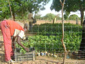 Plantation de la haie vive pour la clôture du périmètre Neerwaya, Ferme Pilote de Goèma, Burkina Faso 