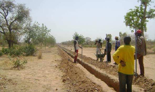Plantation des piquets de clôture, Ferme Pilote de Goèma, Burkina Faso