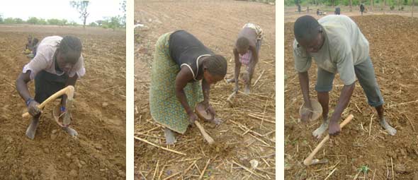 Le paysans ont commencé à semer, Ferme Pilote de Goèma, Burkina Faso
