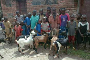 Donner une chèvre en cadeau humanitaire