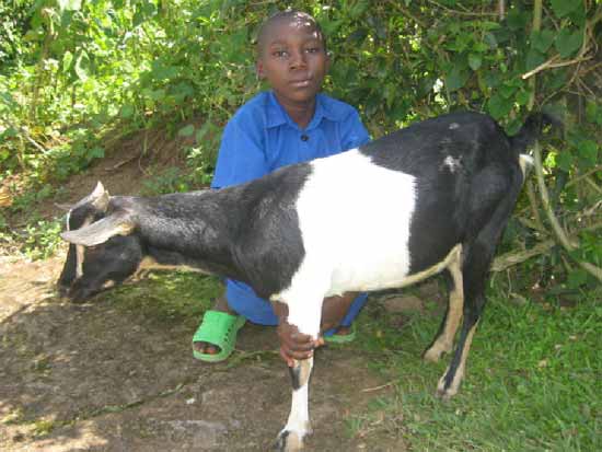 Une petite chèvre pour un orphelin du sida au Rwanda