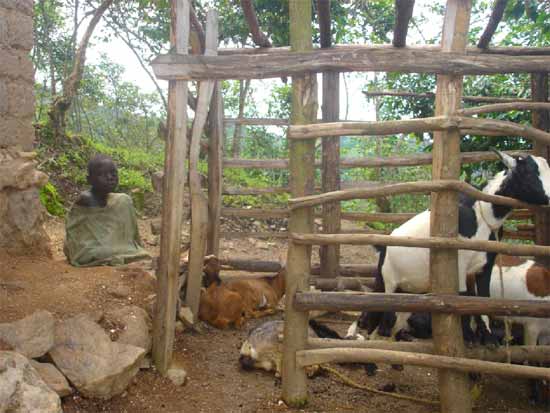 Une étable pour les chèvres d'une famille d'orphelin du sida au Rwanda
