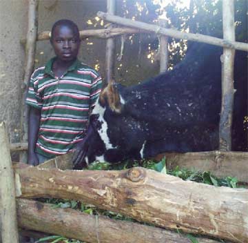 Elevage de petit bétail pour la sécurité alimentaire des orphelins du Sida