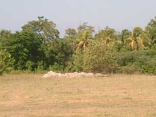 Le terrain destiné à accueillir l'élevage de tilapias à Thomazeau