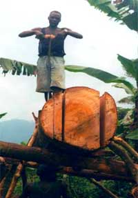 la déforestation au Togo