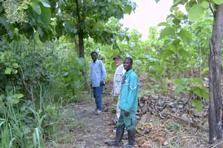 Visite de la plantation de Kévé au Togo